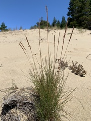 Festuca rubra juncea