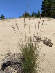 Festuca rubra juncea