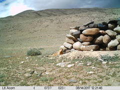Marmota himalayana