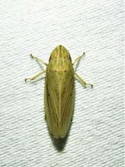 Prairiana
