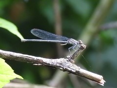 Argia