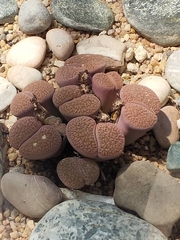 Lithops hookeri