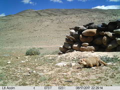 Marmota himalayana