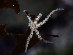 Ophiactidae