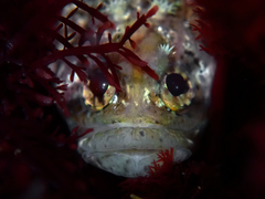 Paraclinus integripinnis