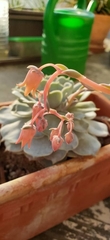 Echeveria lilacina