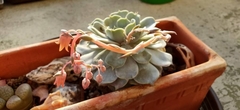 Echeveria lilacina