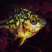 Dwarf Surfperch - Photo (c) Sean Ono, some rights reserved (CC BY-NC), uploaded by Sean Ono