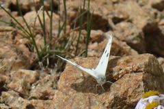 Pontia occidentalis