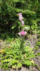 Cirsium edule