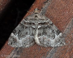 Dysstroma hersiliata