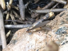 Termitinae
