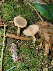 Lactarius occidentalis