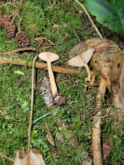 Lactarius occidentalis