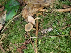 Lactarius occidentalis