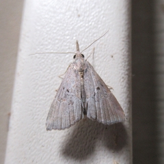 Hypena minualis