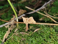 Lactarius occidentalis