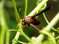 Vitacea polistiformis