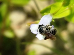 Calliopsis andreniformis