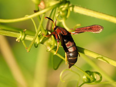 Vitacea polistiformis