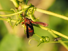 Vitacea polistiformis