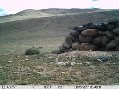 Marmota himalayana