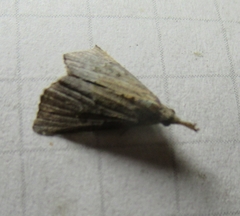 Hypena minualis