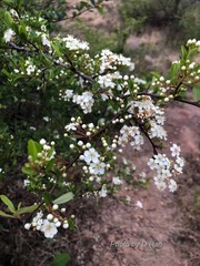 Pyrus betulifolia