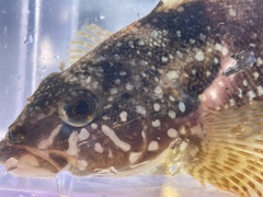 Hexagrammos stelleri