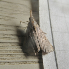 Hypena minualis