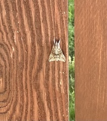 Ceratomia undulosa