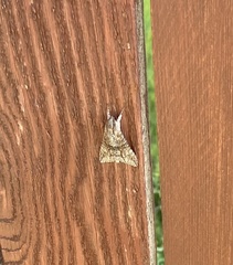 Ceratomia undulosa