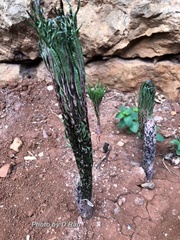 Amorphophallus konjac