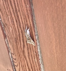 Ceratomia undulosa