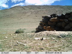 Marmota himalayana