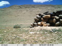 Marmota himalayana