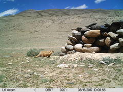 Marmota himalayana