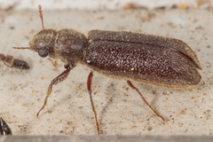 Melalgus plicatus