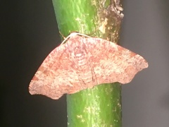 Achrosis rondelaria