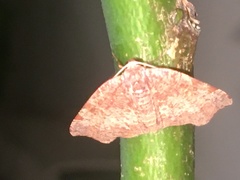 Achrosis rondelaria