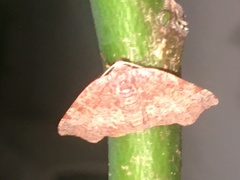 Achrosis rondelaria