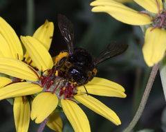 Xylocopa sonorina