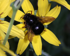 Xylocopa sonorina