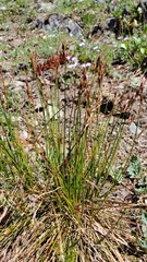 Juncus parryi