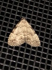 Dyspyralis puncticosta