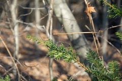 Taxus cuspidata