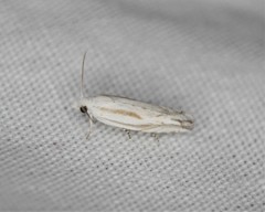 Eucosma striatana