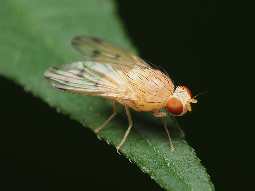 Homoneura crickettae