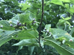 Pachypsylla celtidismamma