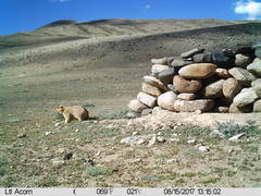 Marmota himalayana
